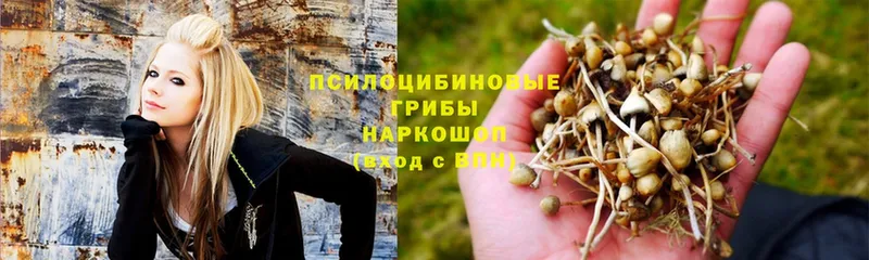 Псилоцибиновые грибы MAGIC MUSHROOMS  Саки 